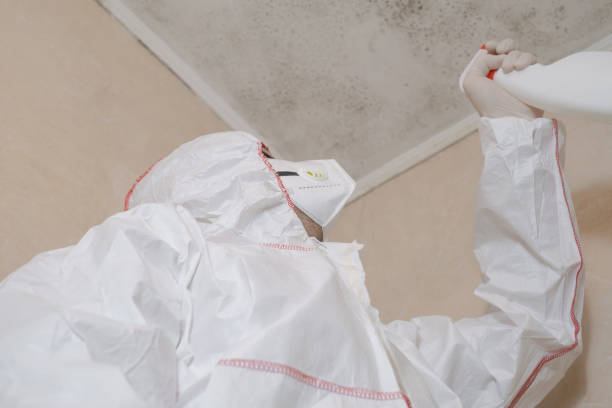 Professional Mold Removal in Trafford, PA
