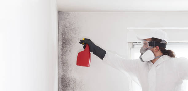 Best Mold Damage Repair  in Trafford, PA