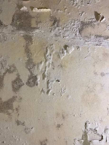 Best Attic Mold Removal  in Trafford, PA
