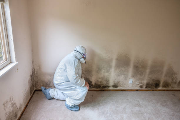 Best Black Mold Removal  in Trafford, PA