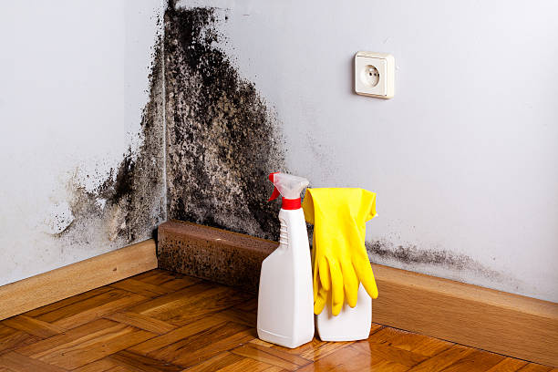 Best Certified Mold Removal  in Trafford, PA