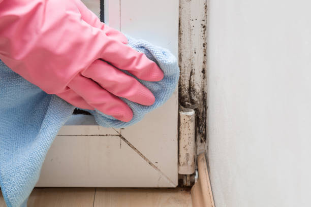 Best Office Mold Removal Services  in Trafford, PA