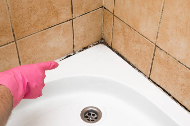 Best Mold Remediation  in Trafford, PA
